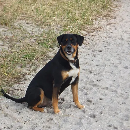 Апартаменты Ebsen Hh Rechts *